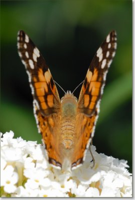 distelvlinder_DSC_0019.JPG