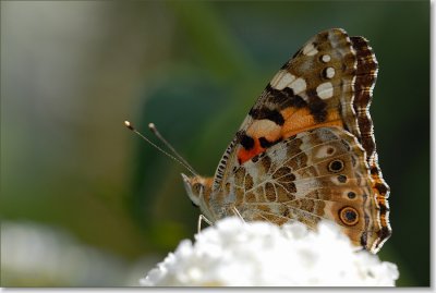 distelvlinder_DSC_0024.JPG