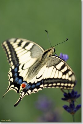 koninginnepage_DSC_0053.JPG