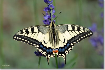 Koninginnepage_DSC_0057.JPG