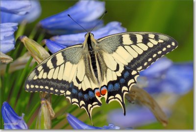 Koninginnepage_DSC_0064.JPG