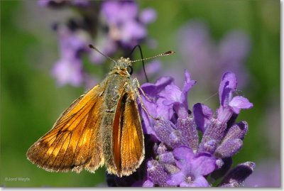Groot dikkopje - Large Skipper - Ochlodes faunus