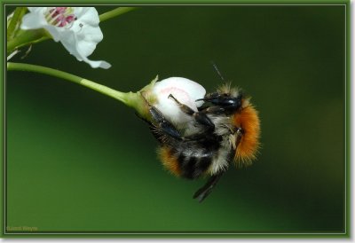 hommel_DSC_8177.JPG