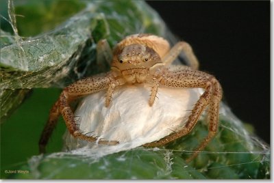 spin_DSC_0810.JPG