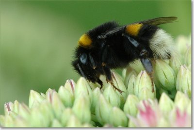 Hommel_DSC_3269.JPG
