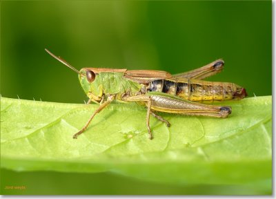 Sprinkhaan_DSC_0139.JPG