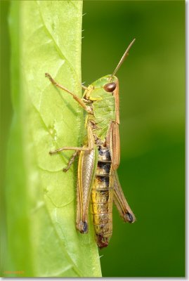Sprinkhaan_DSC_0140.JPG