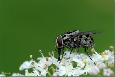 vlieg_DSC_0003.JPG
