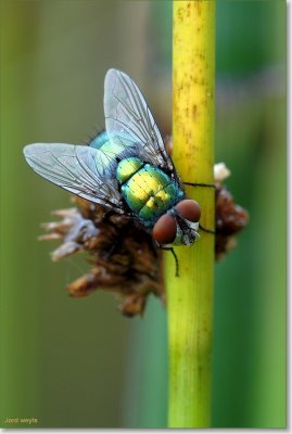 vlieg_DSC_0007.JPG