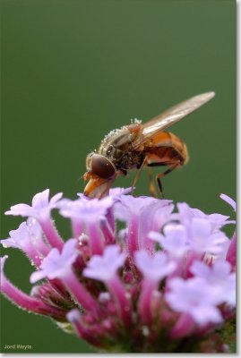 snuitvlieg_DSC_0012_filtered.JPG