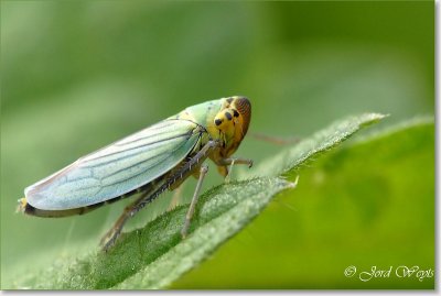 cicade_DSC_0033_filtered.JPG