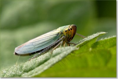 cicade_DSC_0038_filtered.JPG