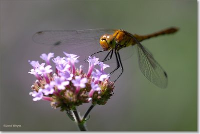 heidelibel_DSC_0005.JPG