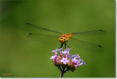 heidelibel_DSC_0014.JPG