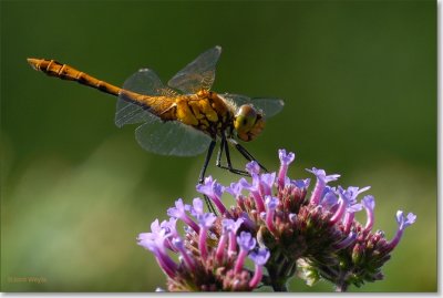 heidelibel_DSC_0059.JPG