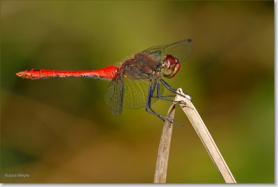 heidelibel_DSC_0013_filtered.JPG