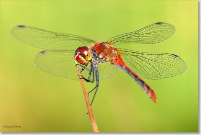 heidelibel_DSC_0015_filtered.JPG