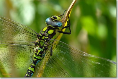 Blauwe glazenmaker_DSC_2.JPG