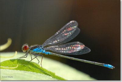 waterjuffer_DSC_0014_filtered.JPG