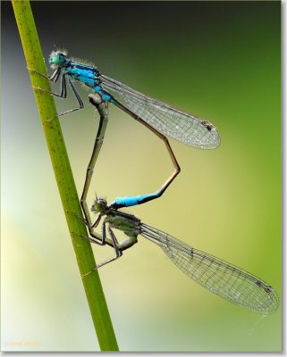 waterjuffer_DSC_0005.JPG