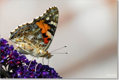 distelvlinder_DSC_0011_filtered.JPG