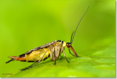 schorpioenvlieg_DSC_0063.JPG