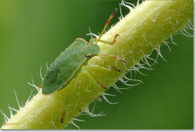 wants_DSC_groene wants_1.JPG