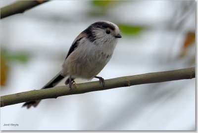 staartmees - Long-tailed tit - Aegithalos caudatus