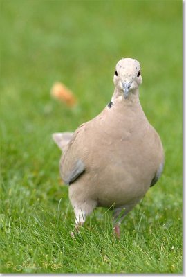 Turkse tortel - Collared Turtle Dove - Streptopelia decaocto
