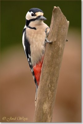 Grote bonte specht_DSC_0767.JPG