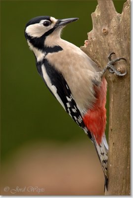 Grote bonte specht_DSC_0753.JPG