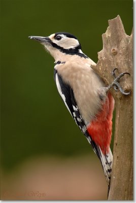 Grote bonte specht_DSC_0764.JPG