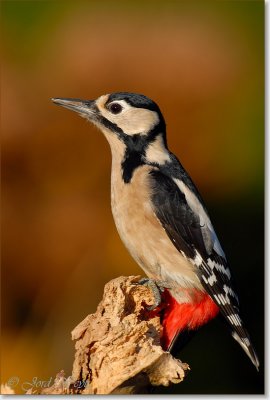 grote bonte specht_DSC_0003.JPG