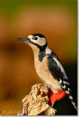 grote bonte specht_DSC_0004.JPG