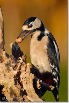 grote bonte specht_DSC_0012.JPG