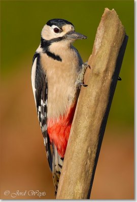 grote bonte specht_DSC_0015.JPG