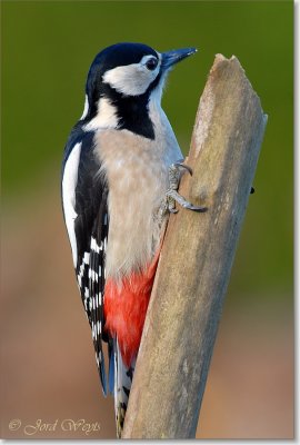 grote bonte specht_DSC_0030.JPG