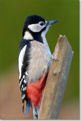 grote bonte specht_DSC_0040.JPG