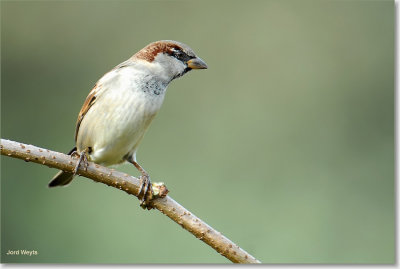 Huismus - House Sparrow - Passer domesticus