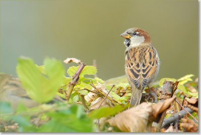 huismus_DSC_0011_filtered.jpg