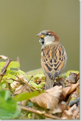 huismus_DSC_0012.JPG