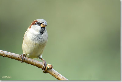 huismus_DSC_0019_filtered.jpg
