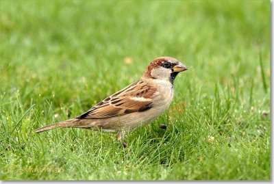 huismus_DSC_0778.JPG