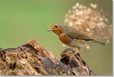roodborst_DSC_0015.JPG