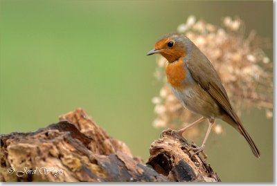 roodborst_DSC_0011.JPG
