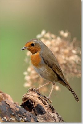 roodborst_DSC_0008.JPG
