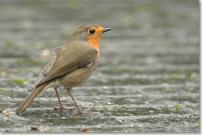 roodborstje_DSC_0587.JPG