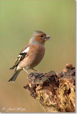 vink_DSC_0015.JPG