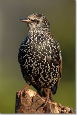 spreeuw_DSC_0891.JPG