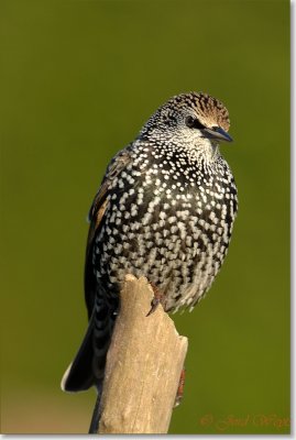 spreeuw_DSC_0899.JPG
